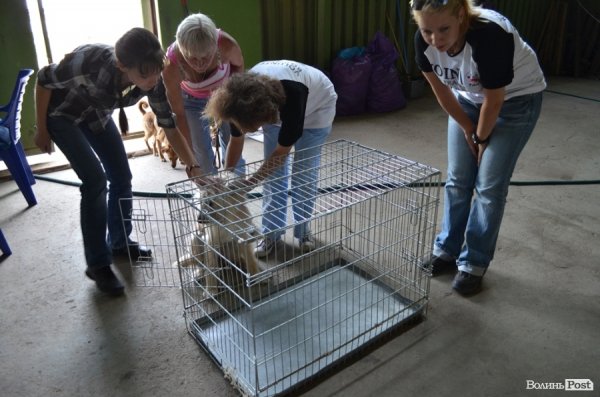 Лучанка привела бездомного пса на стерилізацію
