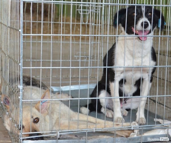 Як болгари каструють луцьких бродячих котів і собак. ФОТО