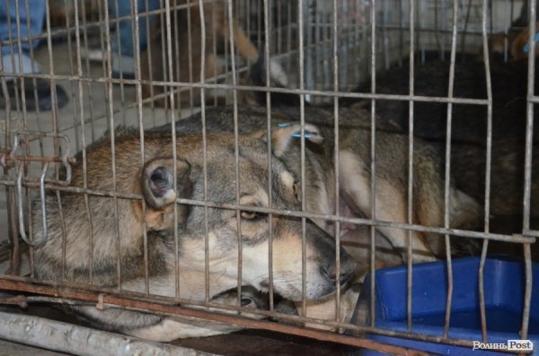 Як болгари каструють луцьких бродячих котів і собак. ФОТО