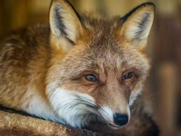 Волинян «теророзують» лисиці, які крадуть домашню птицю