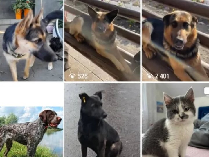 У Ковелі після обстрілу у новорічну ніч зникли десятки собак і котів