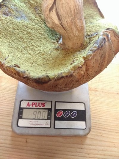 На Волині знайшли гриб вагою майже кілограм. ФОТО