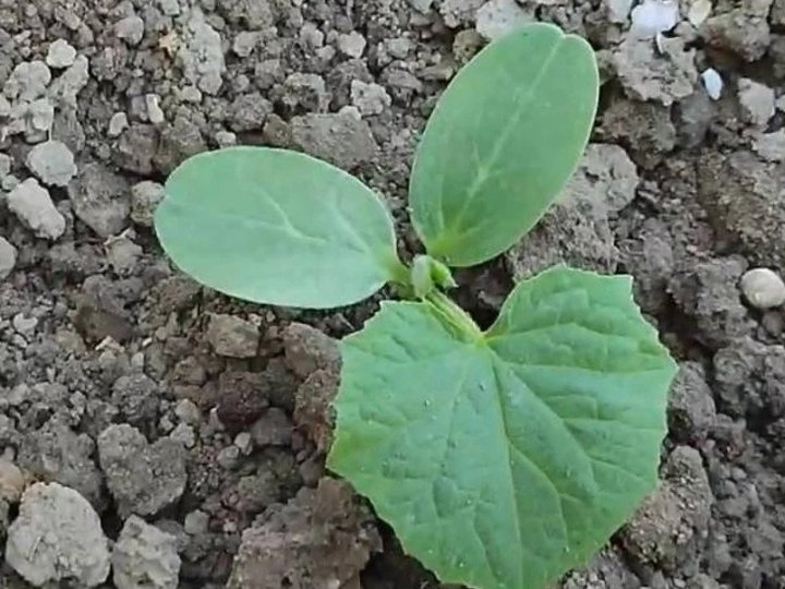 Коли сіяти огірки у відкритий ґрунт: народні прикмети, місячний календар