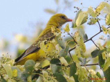 Погода на завтра, 5 липня, у Луцьку