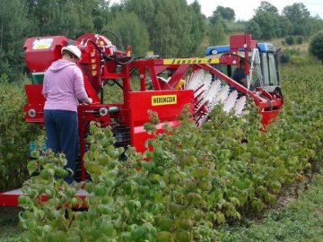 Один замість 200 працівників: на Волині смородину збирає комбайн
