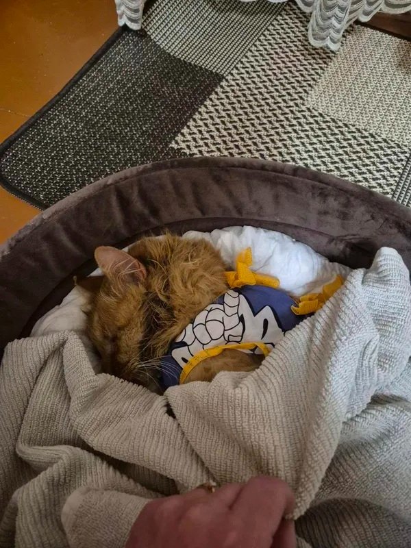 У шлунку – монети і кільця: у Луцьку жорстоко познущалися з кота