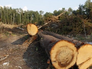 На Волині з лісгоспу стягнули понад 550 тисяч збитків