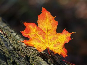 Якою буде погода на Волині у понеділок, 18 вересня