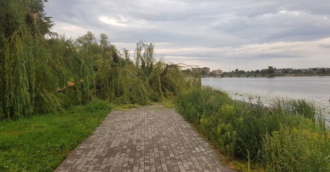 Негода повалила дерева у місті на Волині. ФОТО