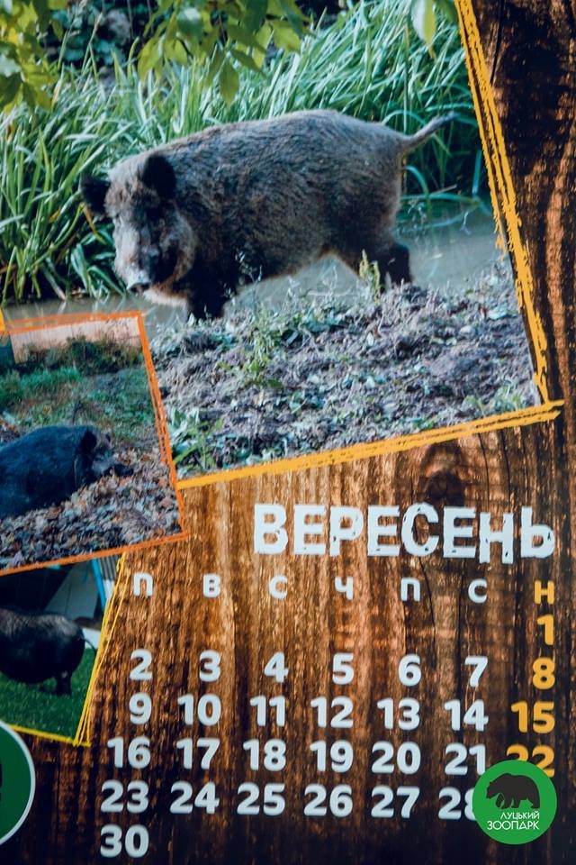 Зубаті і хвостаті: випустили календар з мешканцями луцького зоопарку. ФОТО