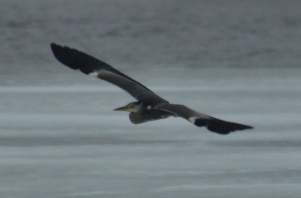 Волинський депутат «полював» на рідкісних птахів