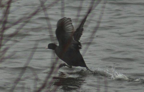 Волинський депутат «полював» на рідкісних птахів