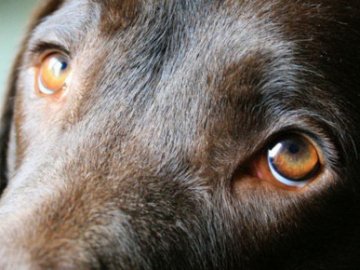 Засудили волинянина, який перерізав горло собаці