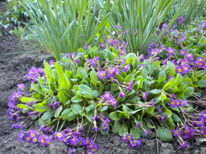 Якою буде погода у Луцьку та на Волині 29 березня