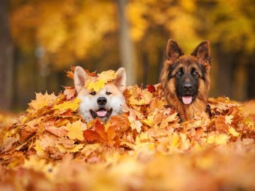Погода в Луцьку та Волинській області на вихідні, 24 і 25 жовтня