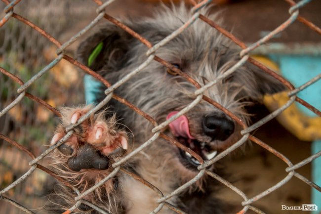 Тепло для чотирилапих: лісівники забезпечили дровами луцьку «Ласку». ФОТО