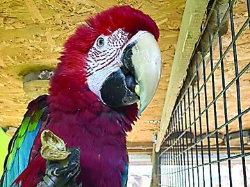 У Луцькому зоопарку папугу навчили вітатися «Слава Україні!»