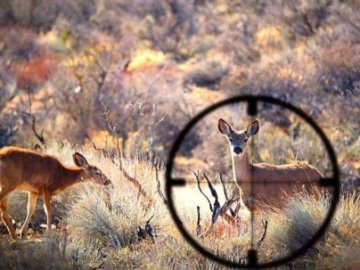 Поранену тварину придушив пес: волинянина оштрафували за вбивство козулі