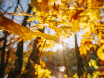 Погода у Луцьку та Волинській області на завтра, 15 жовтня