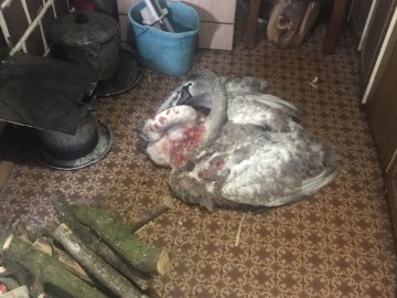 У селі на Волині врятували поранених лебедів, які замерзали на річці. ВІДЕО