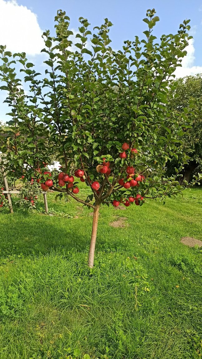 Одне гроно – 2,5 кілограми: волинський аграрій вирощує понад пів сотню сортів винограду. ФОТО