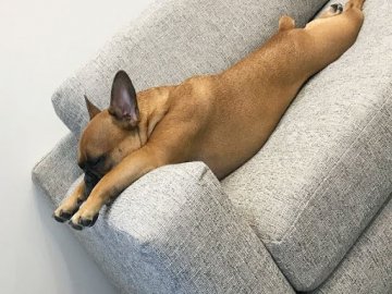 Чи можна пускати собаку на диван?*