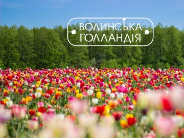 Фестиваль «Волинська Голандія 2021» затримується: тюльпани не хочуть зацвітати