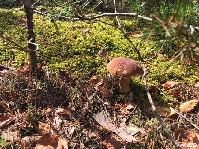 «Тихе полювання» – у розпалі: куди поїхати по гриби поблизу Луцька