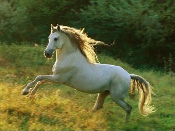 Трагедія біля Луцька: чоловік загинув під копитами коня