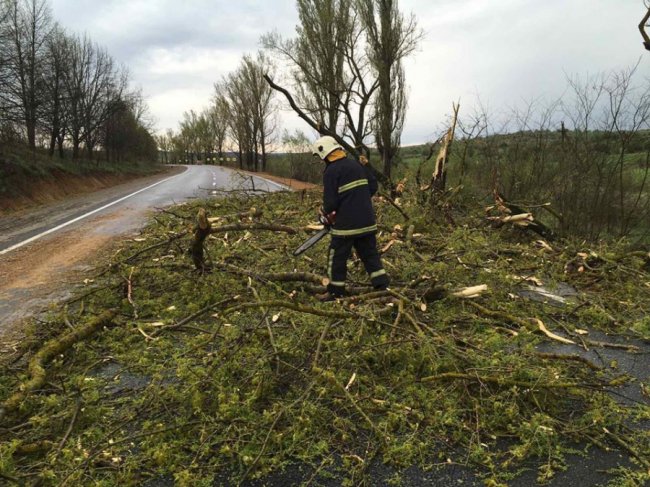 На Закарпатті вирувала негода: буревій валив дерева на дорогах. ФОТО