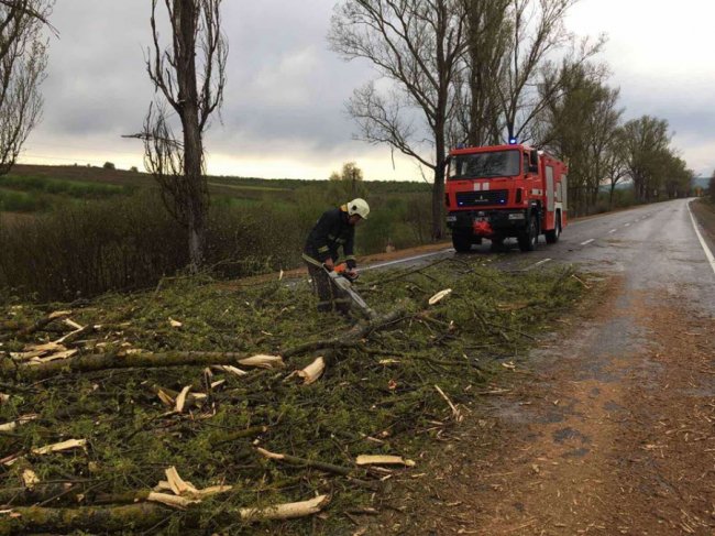 На Закарпатті вирувала негода: буревій валив дерева на дорогах. ФОТО