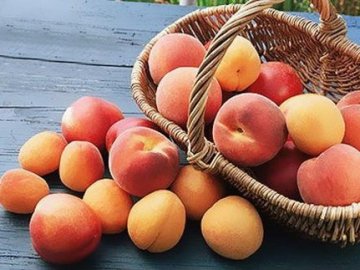 Морози знищили 70% урожаю абрикосів та 40% – черешні