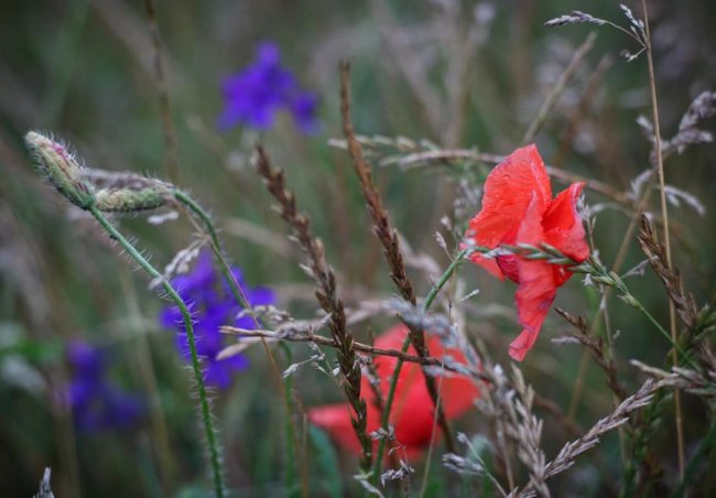 Неймовірні краєвиди природи на знімках волинської волонтерки