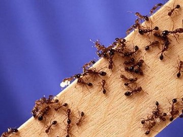 На Волині через укуси мурах дитина потрапила до реанімації