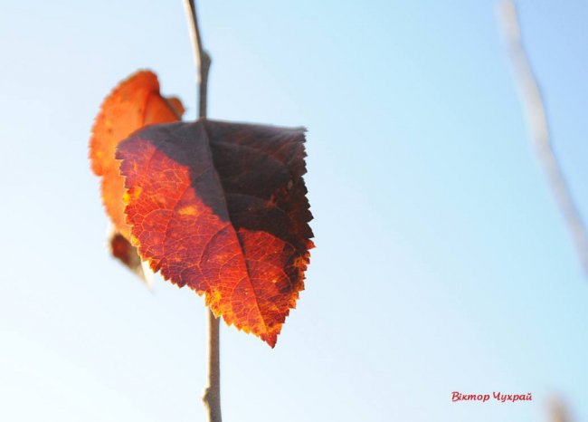 Фотограф поділився світлинами морозного ранку у селі під Луцьком