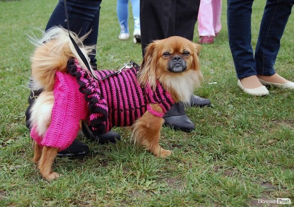 У Луцьку влаштували собаче свято. ФОТО