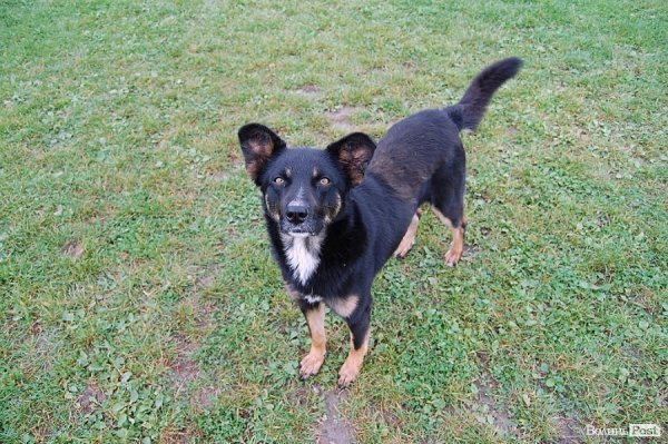 У Луцьку влаштували собаче свято. ФОТО