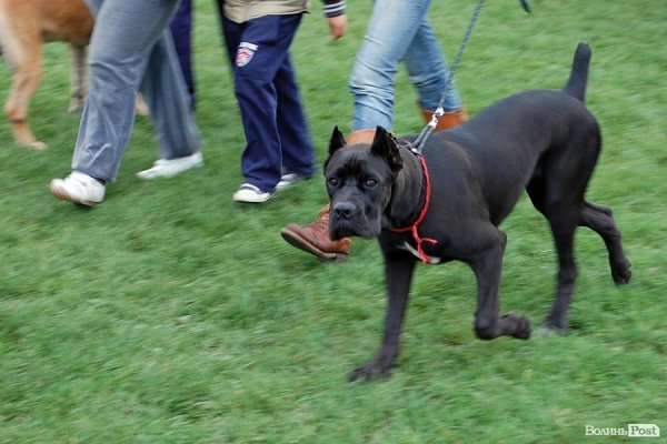 У Луцьку влаштували собаче свято. ФОТО