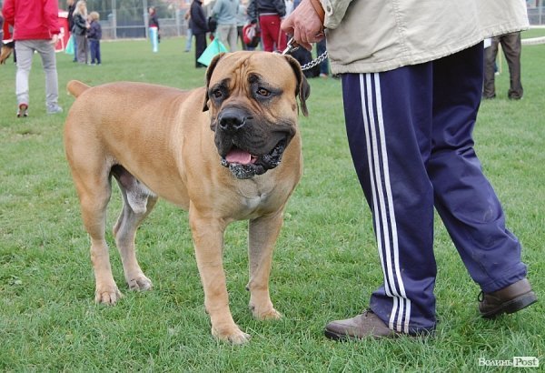У Луцьку влаштували собаче свято. ФОТО