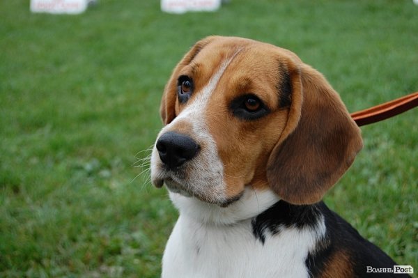 У Луцьку влаштували собаче свято. ФОТО