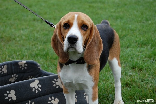 У Луцьку влаштували собаче свято. ФОТО
