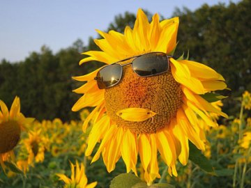 На Волині на три дні настане літня погода