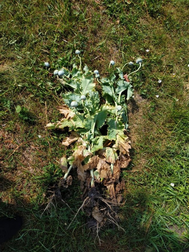 На Волині  знайшли посіви коноплі та снодійного маку. ФОТО