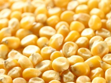 Особливості довготермінового зберігання зерна кукурудзи*