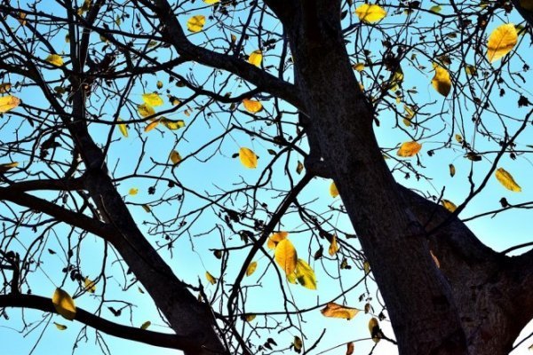 Луцьк осінній: краса на фото