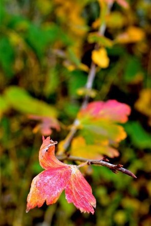 Луцьк осінній: краса на фото