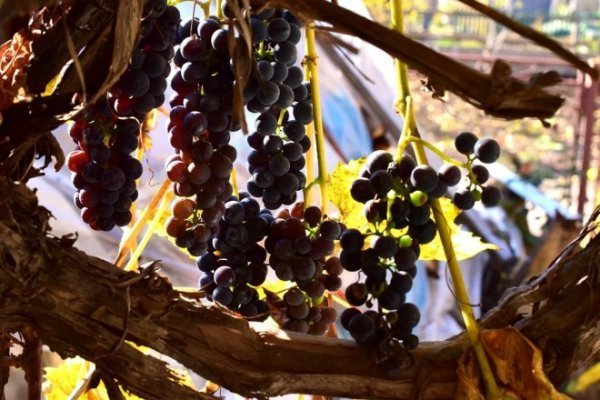 Луцьк осінній: краса на фото