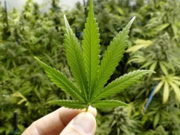 Німеччина частково легалізувала канабіс