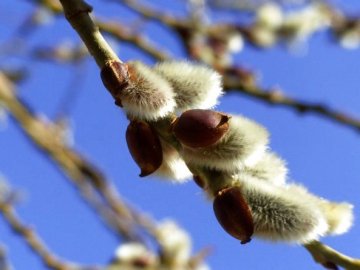 Справжня весна: якою буде погода на Волині у неділю, 29 березня 