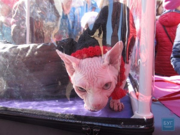 У Володимирі “Весняний  муркотун” зібрав гостей. ФОТО